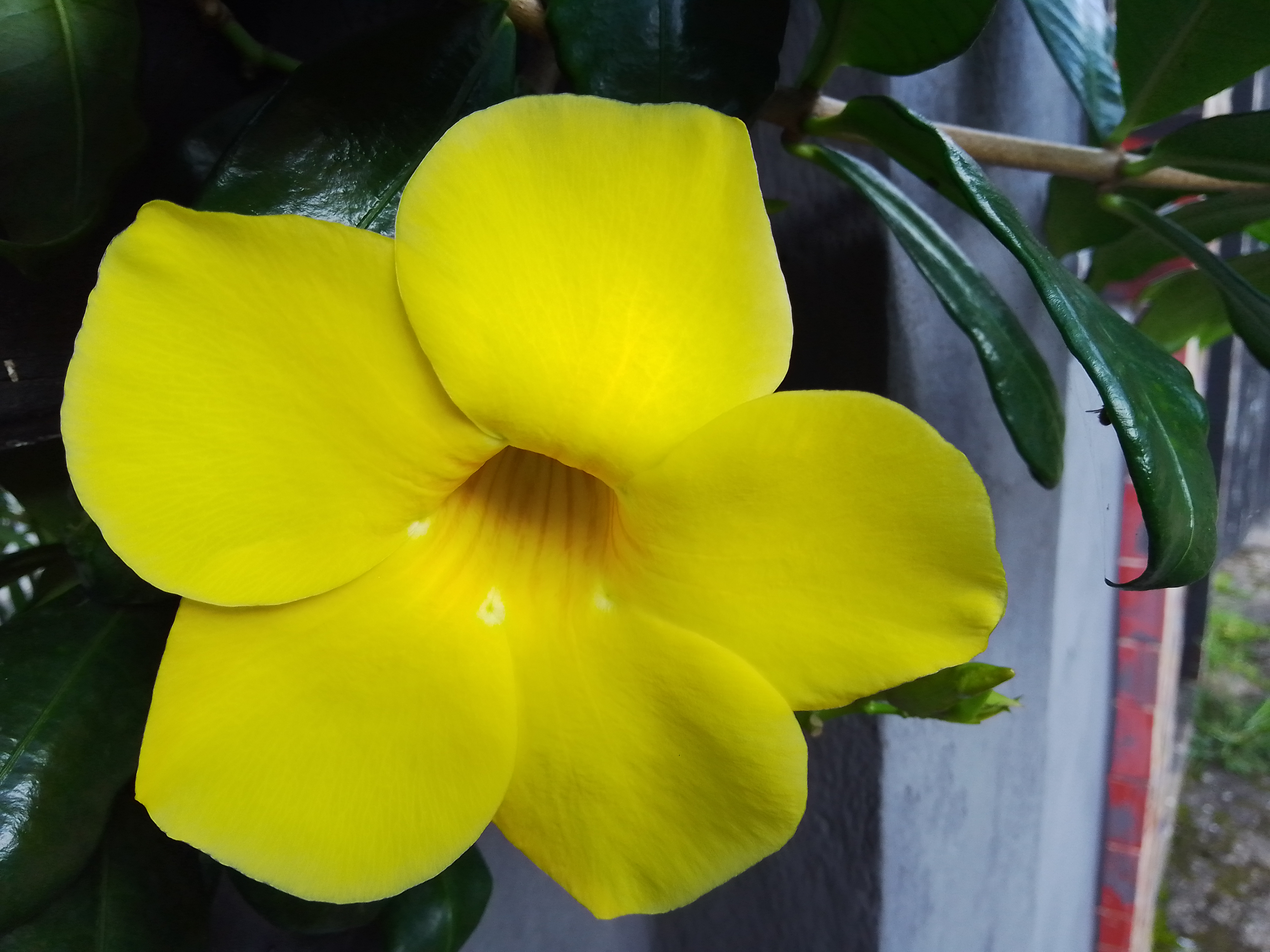 Fleure jaune